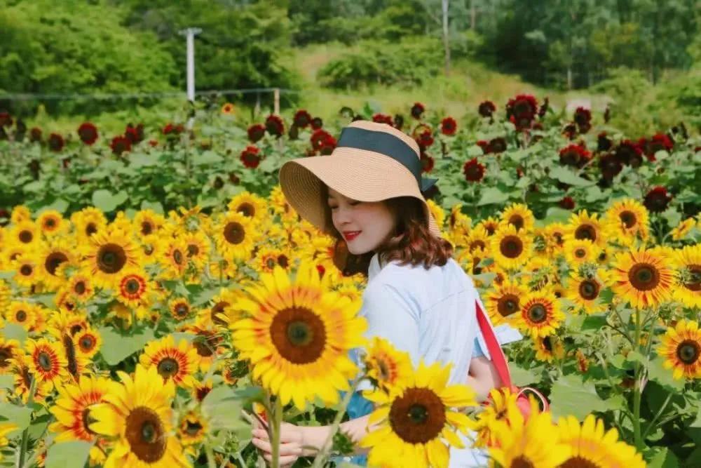 攀枝花這里2萬余株向日葵甜蜜綻放