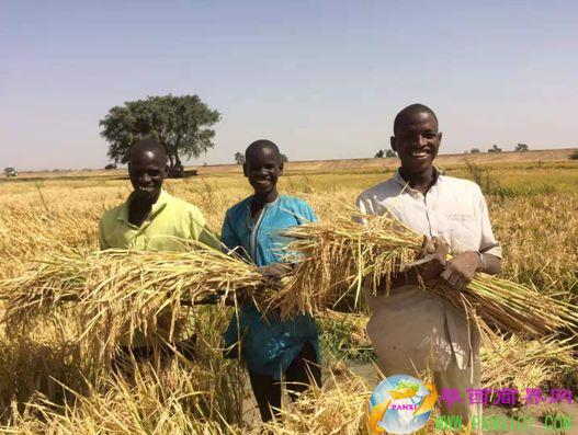 湖南雜交水稻研究中心研究員楊耀松提供