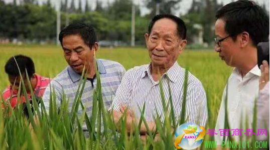 湖南雜交水稻研究中心研究員楊耀松提供