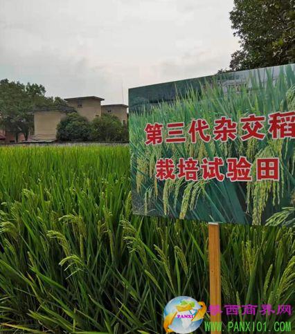 雜交水稻國家重點實驗室研究員李新奇提供